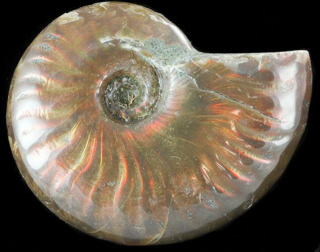 Flashy Red Iridescent Ammonite - Wide #45776